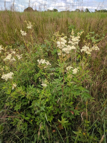 Meadowsweet