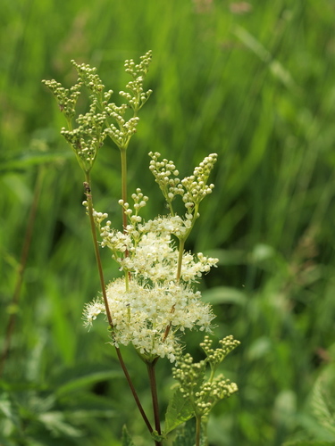 Meadowsweet