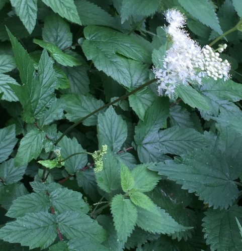Meadowsweet