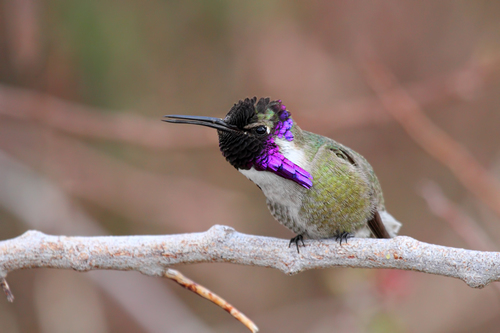 Costa's Hummingbird