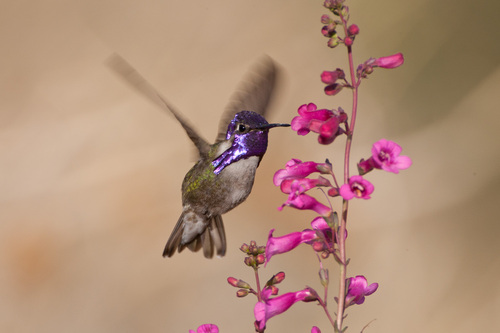 Costa's Hummingbird