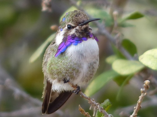 Costa's Hummingbird