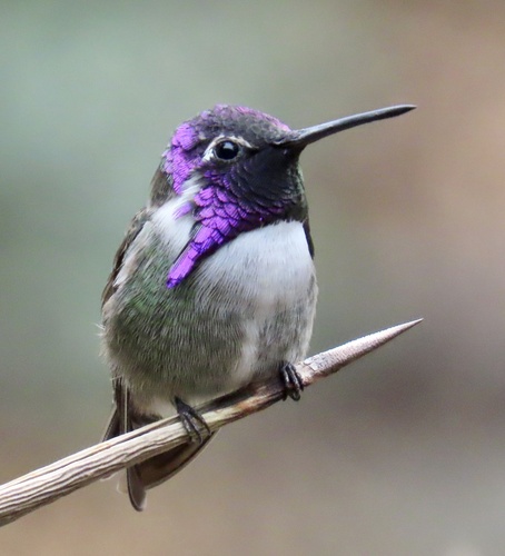 Costa's Hummingbird
