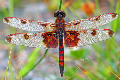 Calico Pennant