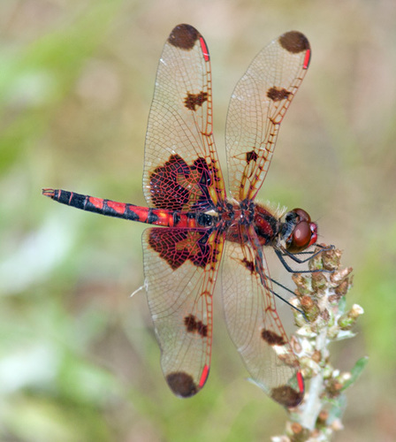 Calico Pennant