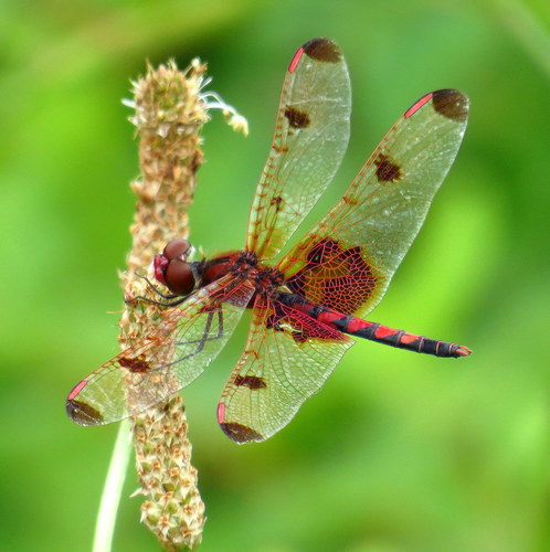 Calico Pennant