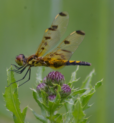 Calico Pennant