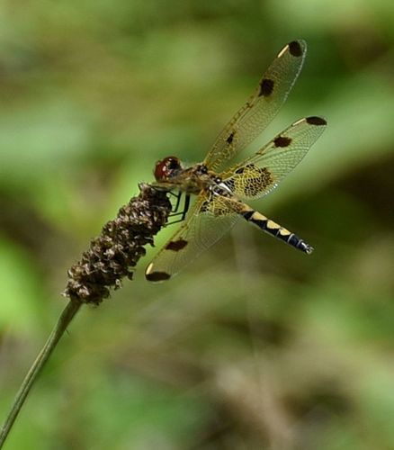 Calico Pennant