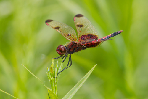 Calico Pennant