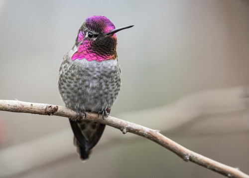 Anna's Hummingbird