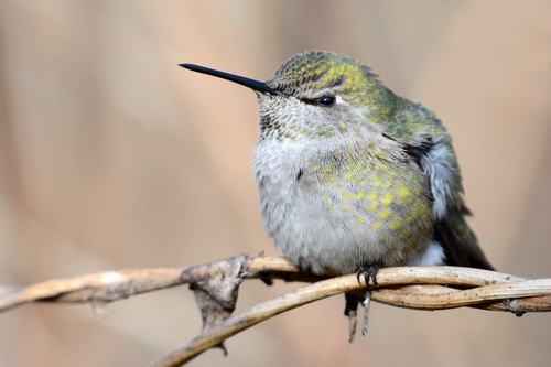 Anna's Hummingbird