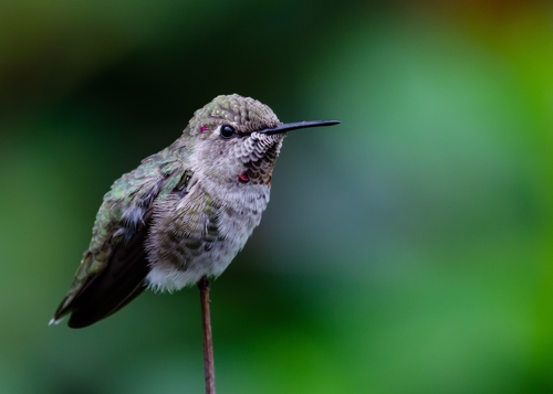 Anna's Hummingbird