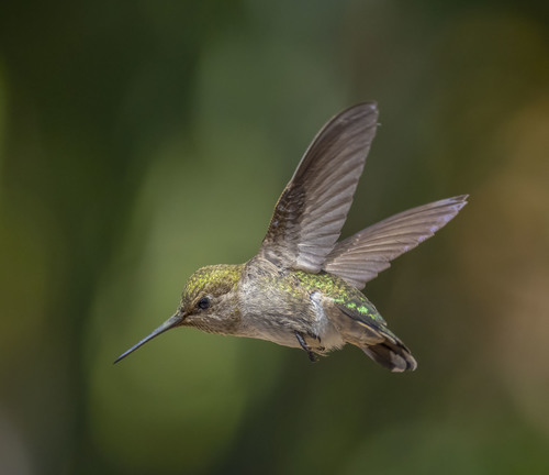 Anna's Hummingbird