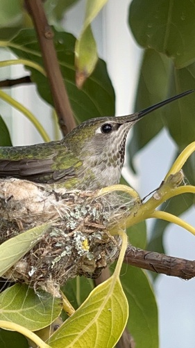 Anna's Hummingbird