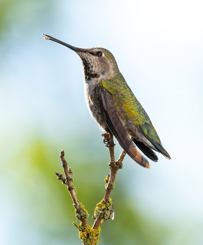 Anna's Hummingbird