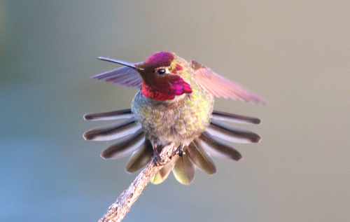 Anna's Hummingbird