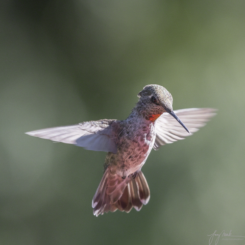 Anna's Hummingbird