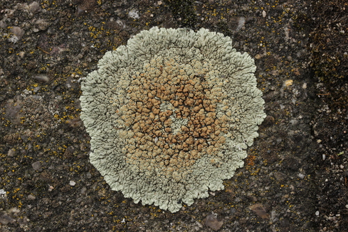 Stonewall Rim Lichen