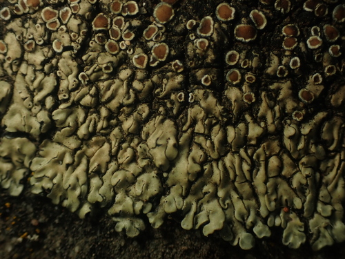 Stonewall Rim Lichen