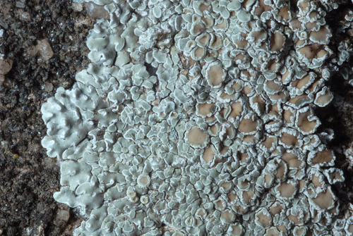 Stonewall Rim Lichen