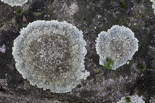 Stonewall Rim Lichen