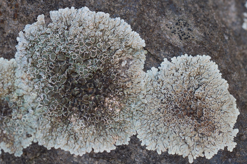 Stonewall Rim Lichen