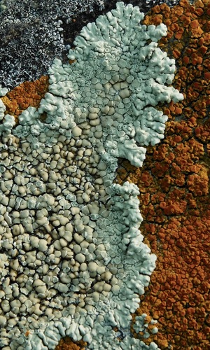 Stonewall Rim Lichen