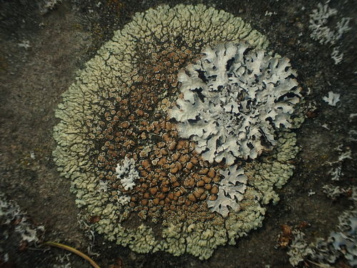 Stonewall Rim Lichen