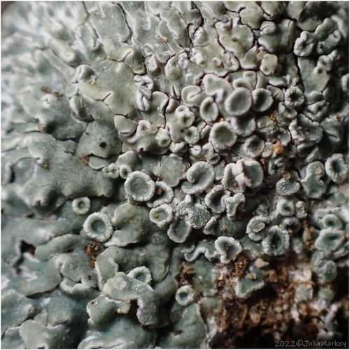 Stonewall Rim Lichen