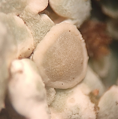 Stonewall Rim Lichen