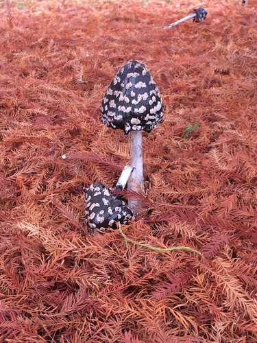 Magpie Inkcap
