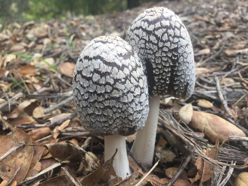 Magpie Inkcap