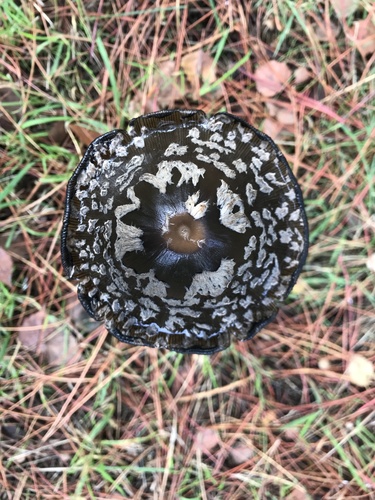 Magpie Inkcap