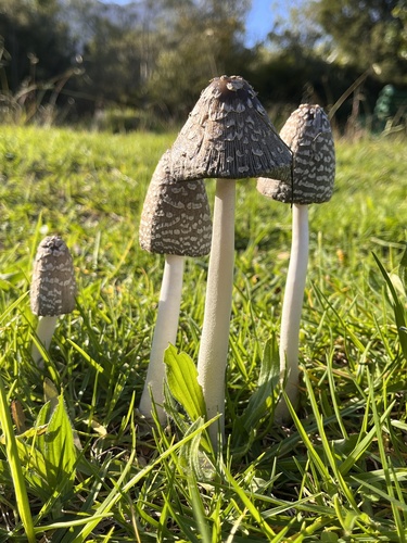 Magpie Inkcap