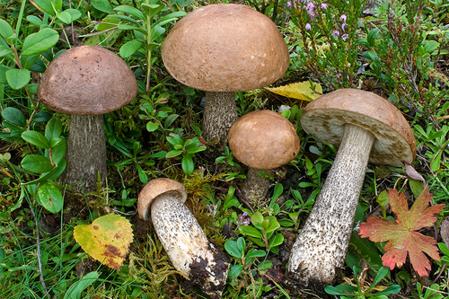 Brown Birch-bolete