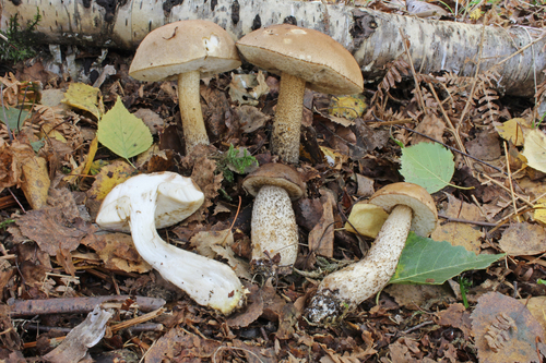 Brown Birch-bolete