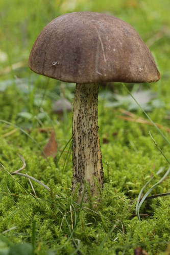 Brown Birch-bolete