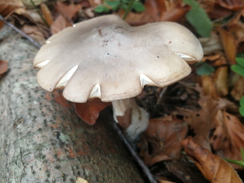 Cloudy Clitocybe