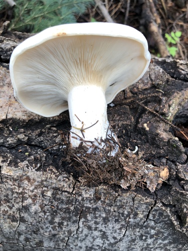Cloudy Clitocybe