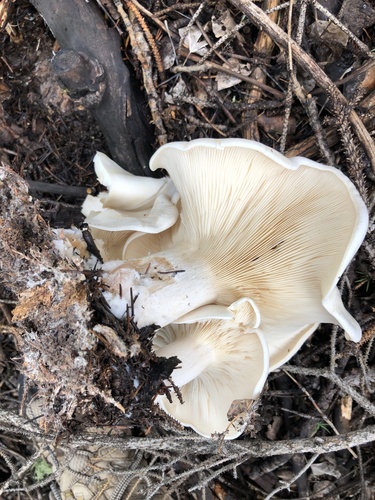 Cloudy Clitocybe