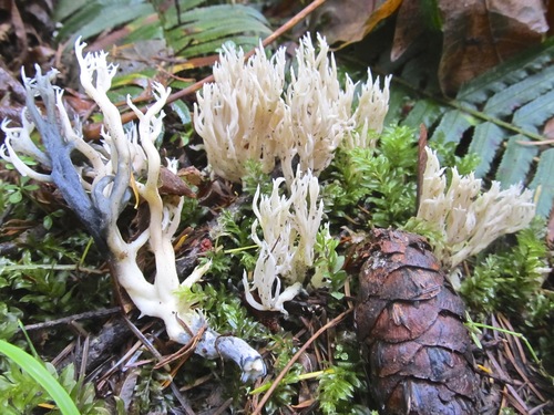 White Coral Fungus