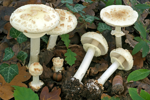 False Death-cap