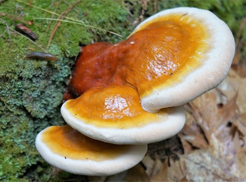 hemlock varnish shelf