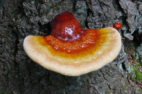 hemlock varnish shelf