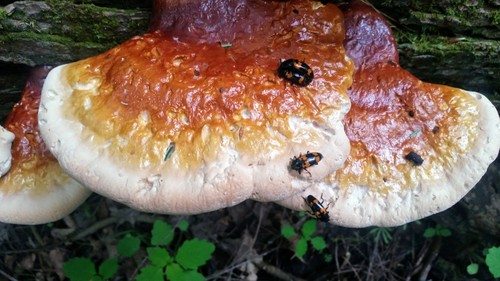 hemlock varnish shelf