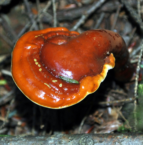 hemlock varnish shelf