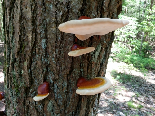hemlock varnish shelf