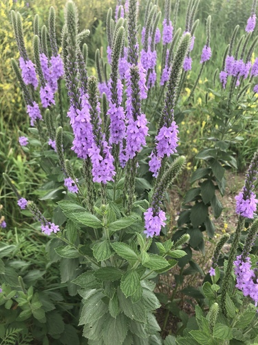 hoary vervain
