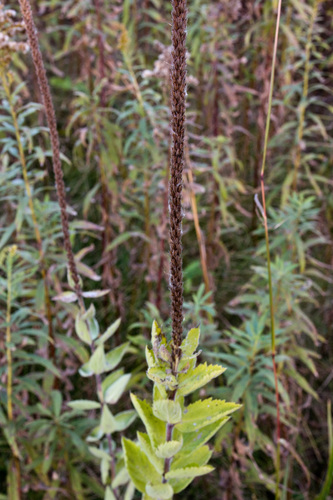 hoary vervain