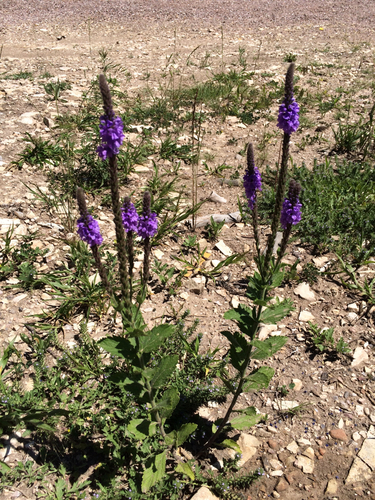 hoary vervain